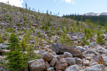 Small alpine trees growing along around Mount Edith Cavell along the Path of the Glacier trail in Jasper National Park