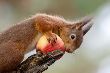 scottish red squirrel eating an apple