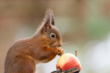 scottish red squirrel eating an apple