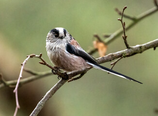 long tailed tit perched on a branch