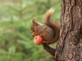 scottish red squirrel eating an apple