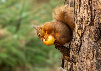 scottish red squirrel eating an apple