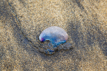  Close up of purple-blue jellyfish on the beach, view from the top. Physalia physalis,Portuguese man o' war