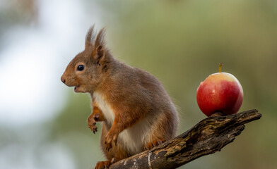 scottish red squirrel eating an apple