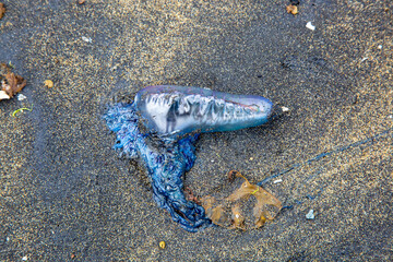  Close up of purple-blue jellyfish on the beach, view from the top.Physalia physalis,Portuguese man o' war