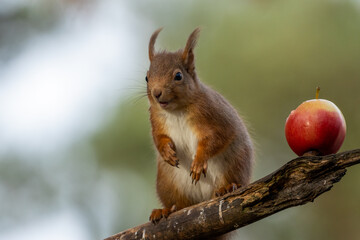 scottish red squirrel eating an apple