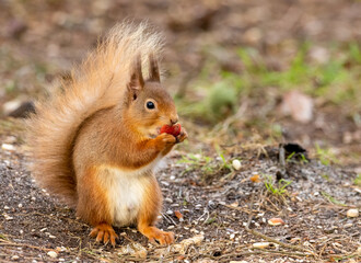 Naklejka na ściany i meble scottish red squirrel eating an apple