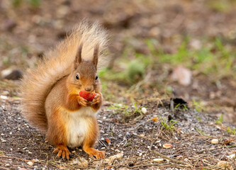 scottish red squirrel eating an apple