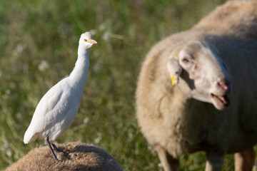 Peaceful Coexistence: Heron and Sheep in Harmony.