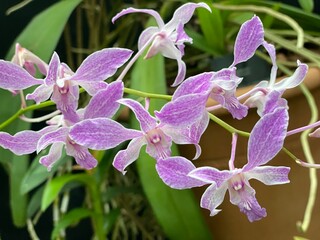 Purple Orchid