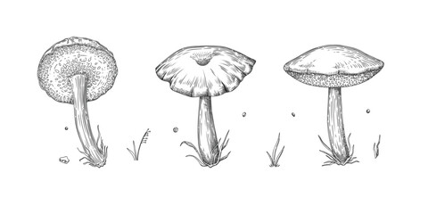 Collection of different realistic edible mushrooms in monochrome style. Set of various engraved seasonal fungi vector graphic illustration. Types of vegetarian organic food for your design © lupascoroman