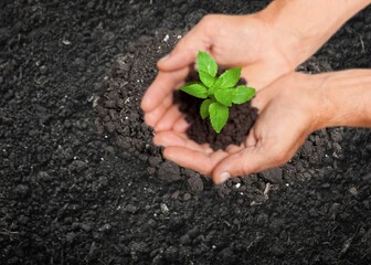 Agriculture concept. Soil with plant in hands