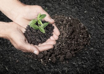 Agriculture concept. Soil with plant in hands