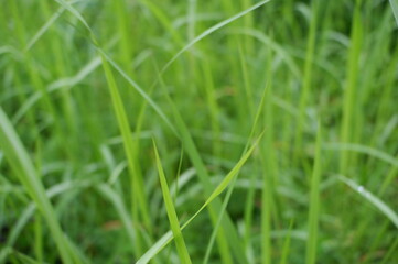 Grass at yard