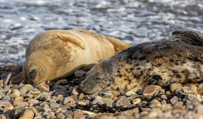 seals on pebble beach on Scottish coast enjoying the sunshine