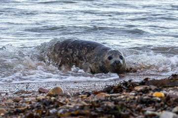 Naklejka premium seals on pebble beach on Scottish coast enjoying the sunshine