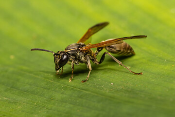 Dark Brown wasp in Costa Rica