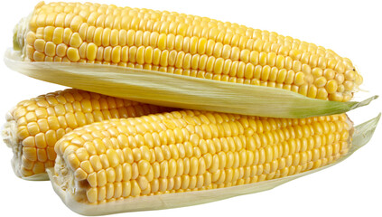 Shucked ears of corn - isolated image