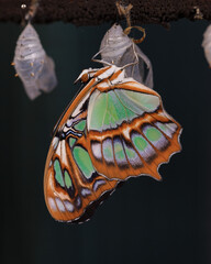 Beautiful green and orange pattern on wings butterfly