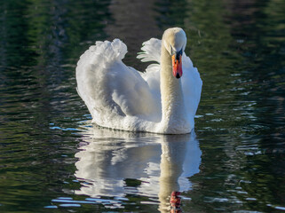 white swan on the water