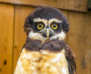 Spectacled owl close up