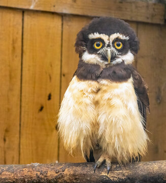 spectacled owl
