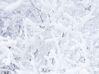 Snow and rime ice on the branches of bushes. Beautiful winter background with twigs covered with...