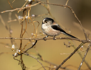 long tailed tit perched on a branch