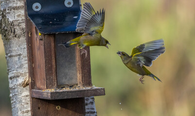 green finches fighting at a bird feeder