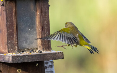 green finch bird landing on feeder