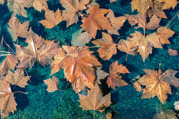 Autumn leaves are floating in a shallow pool of water