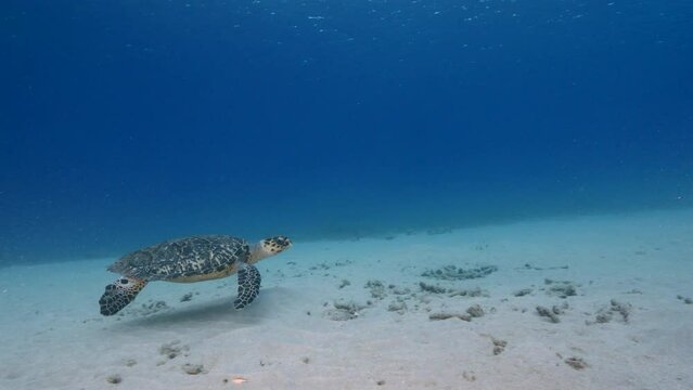 Seascape with Green Sea Turtle in the coral reef of the Caribbean Sea