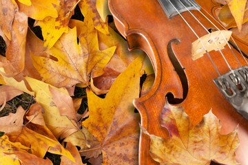 Violin musical instrument in autumn leaves