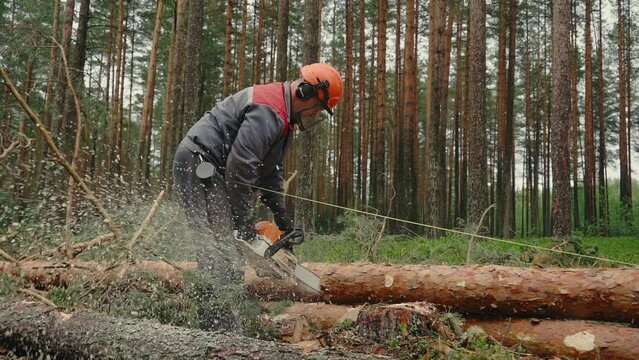 Woodcutter saws tree with chainsaw on sawmill