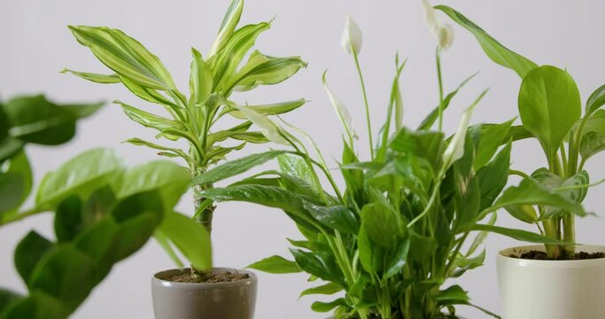 Close up detail image of someone watering various flower pots with green plants using a sprayer or a sprinkler. Concept of indoor plant care and replanting. White interior. High quality FullHD footage