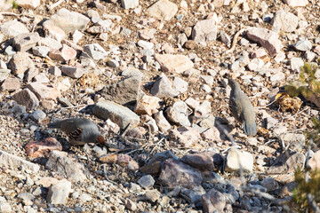 Common quail on rocky ground