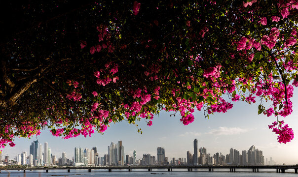 Downtown Panama City with bougainvillea flowers in foreground shot from Casco Viejo.