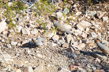 Common quail on rocky ground