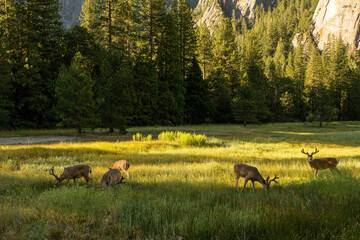 Five Bucks Graze in Yosemite Valley Meadows