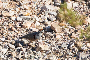 Common quail on rocky ground