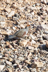 Common quail on rocky ground