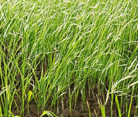 beautiful view of nature scene