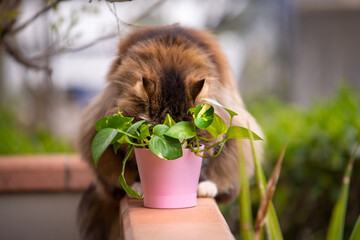 fluffy cat sitting in his terrace near a plant in a pink vase. hide face