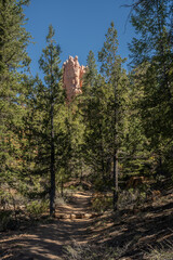 Hoodoo Peaks Out From Over The Trees On The Below The Rim Trail In Bryce