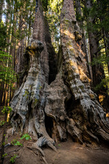 Fototapeta na wymiar Hollowed Sequoia Tree in the Big Stump Area of Kings Canyon