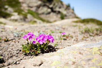 Purple mountain flower detail view