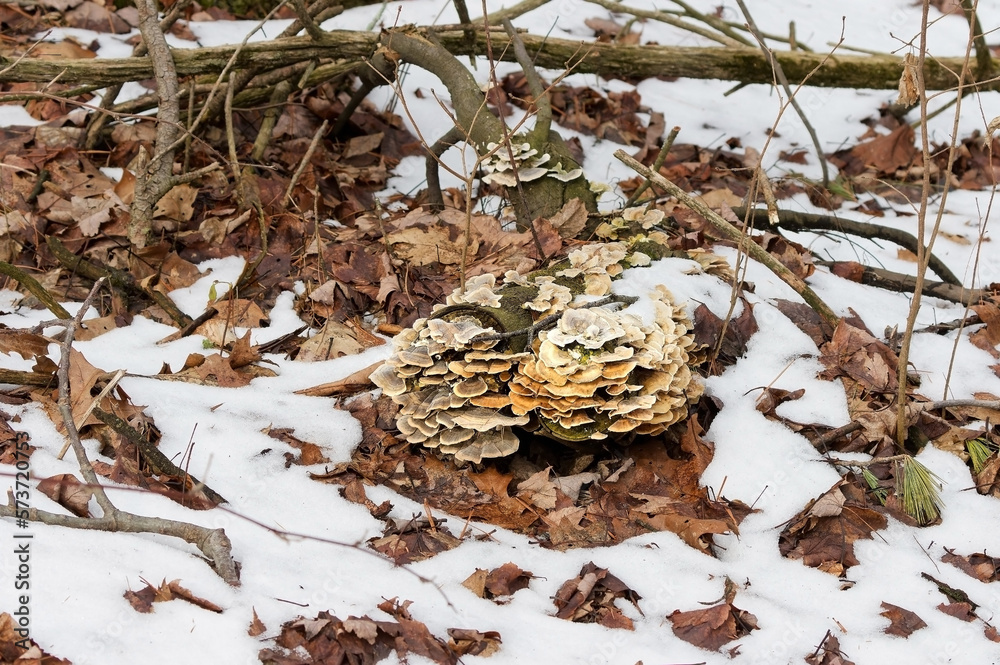 Canvas Prints The Wood-destroying fungi growing on old trunks and stumps