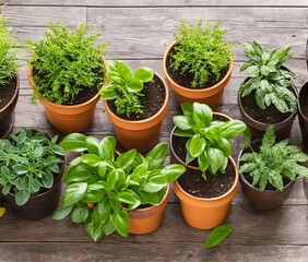 green plants in pots on wooden background