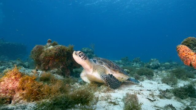 Seascape with Green Sea Turtle in the coral reef of the Caribbean Sea