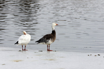 Fototapeta na wymiar The snow goose (Anser caerulescens) is a species of goose native to North America. White and blue morph.